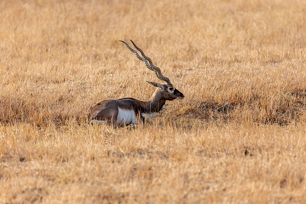 Velavadar Blackbuck National Park